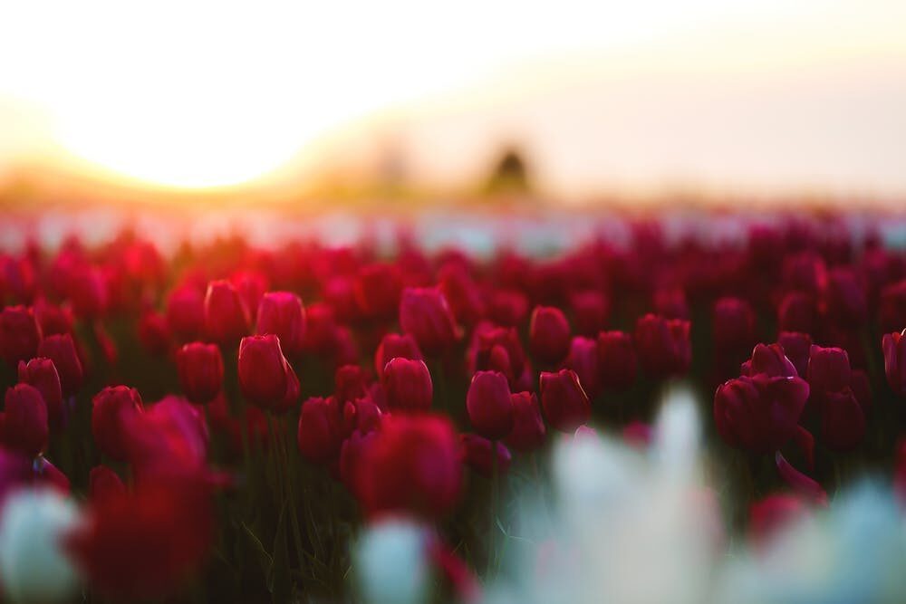 A Conversation Between Fragrance And Scentsy Flower In The Garden