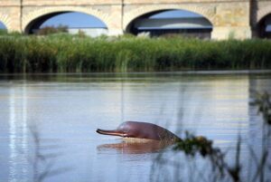 Blind Fish Indus River Dolphin