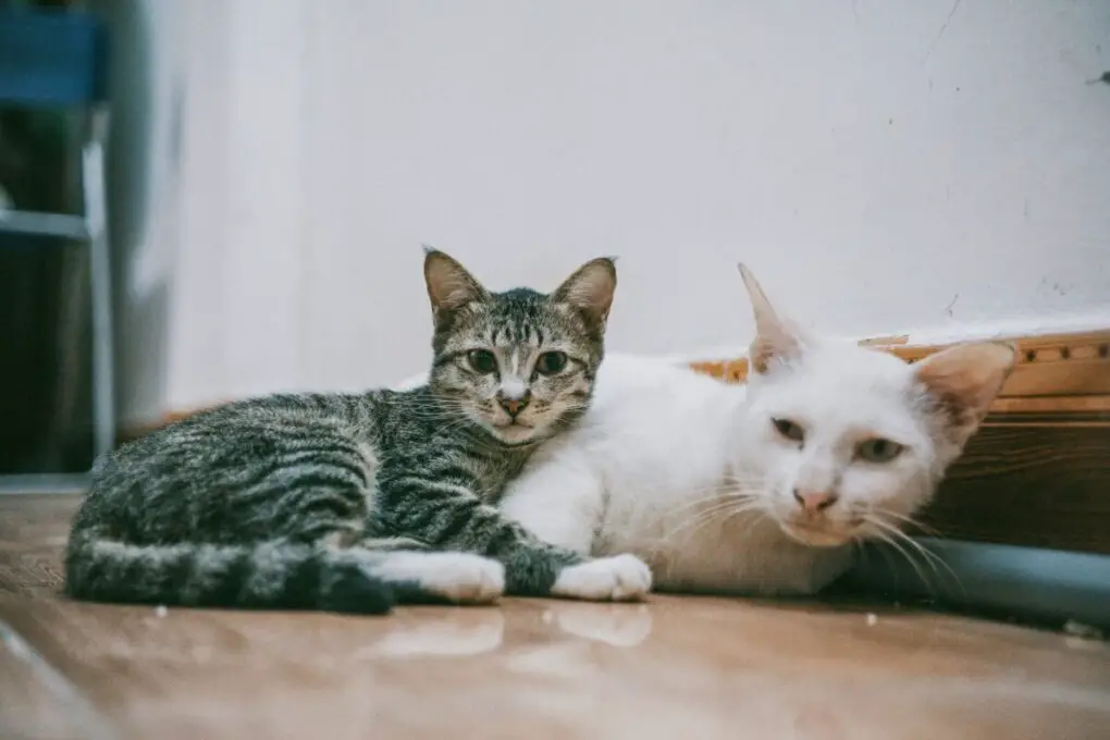 The Story Of Stray Cat Who's Shelter Lifespan Is A Butcher Shops