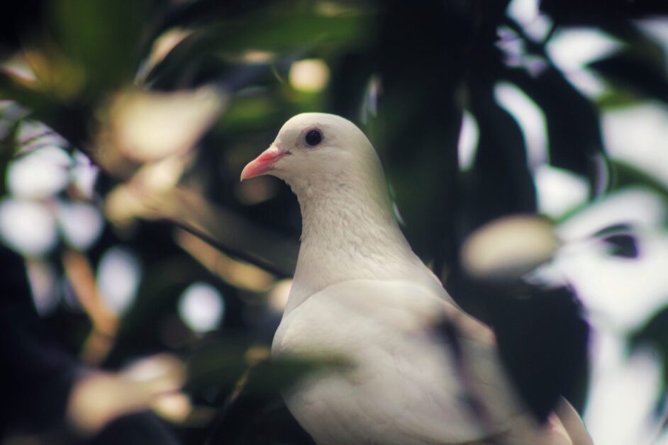 How Does Pigeon Messenger Send Messages?