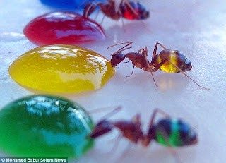What are Honeypot Ants Filled With or Can We Eat Honeypot Ants?
