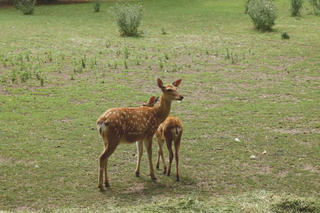 Baby Deer Sounds Stubborn A Kids Story