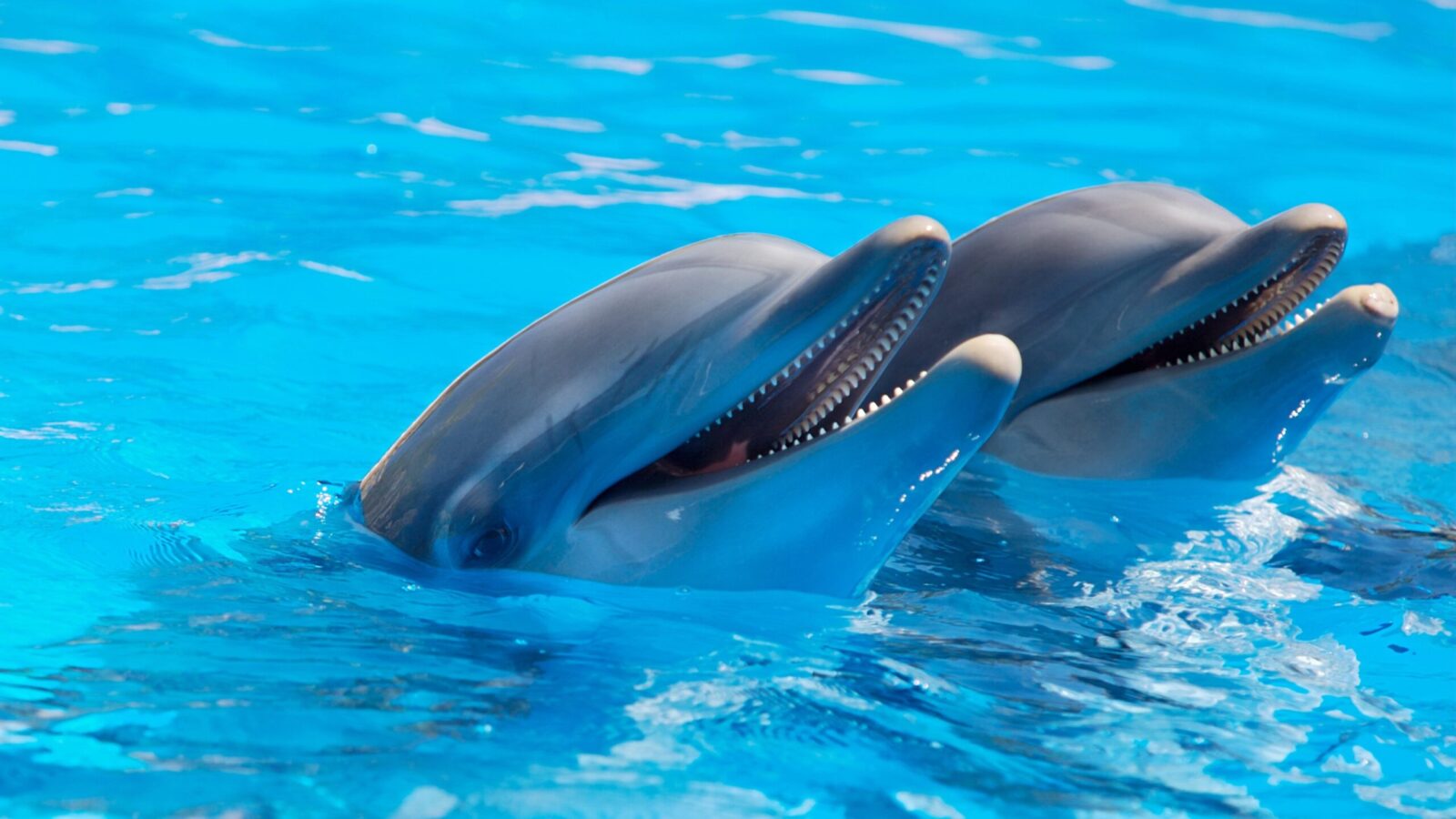 Blind Fish Indus River Dolphin