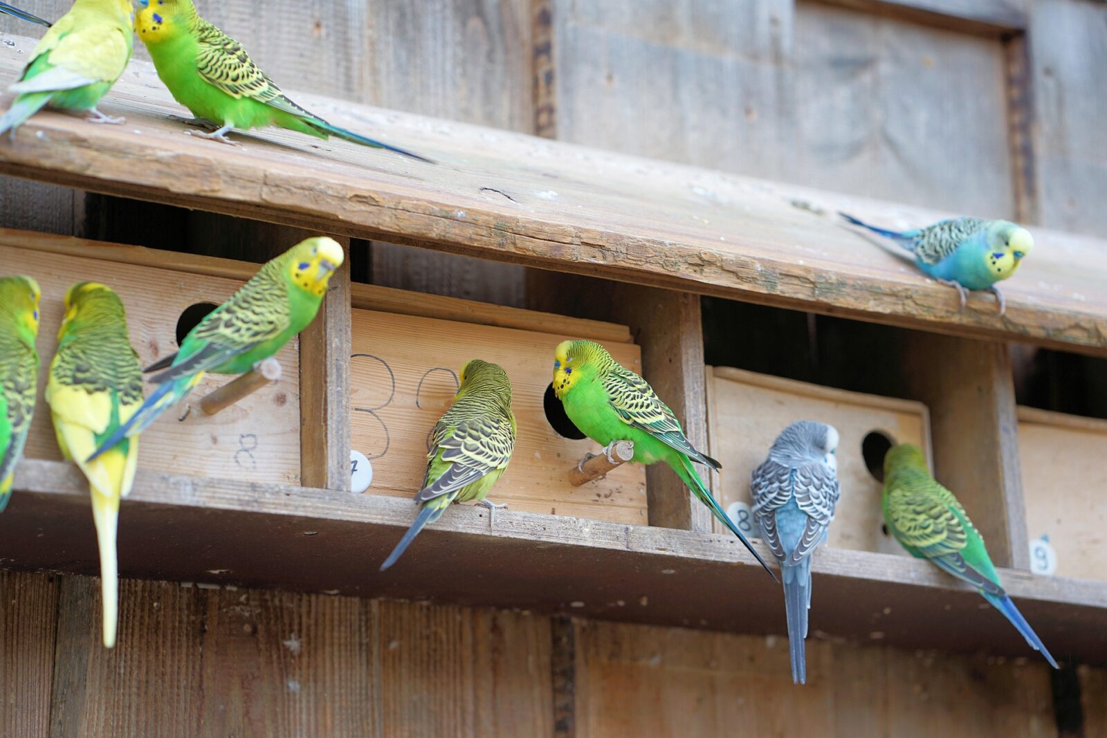 The Personal Narrative of Waqar Siddiqui, a Bird Man How His Budgies Unhesitatingly Perch on His Shoulder