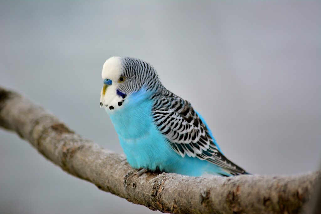 How My Budgies love Me And Sit On My Shoulder Without Hesitation? 