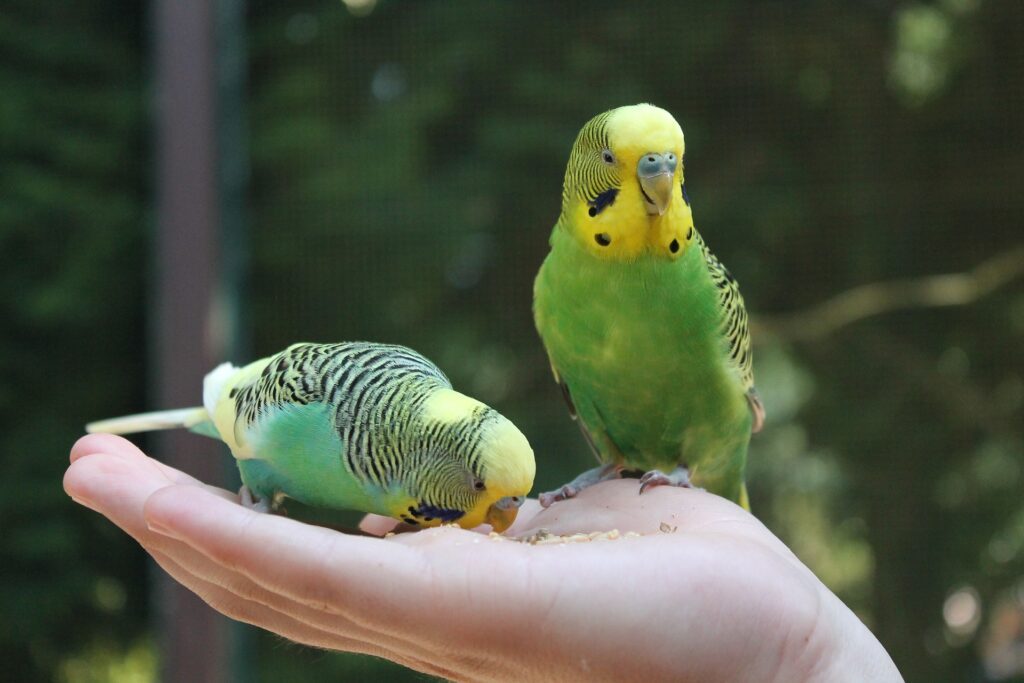 How My Budgies love Me And Sit On My Shoulder Without Hesitation?