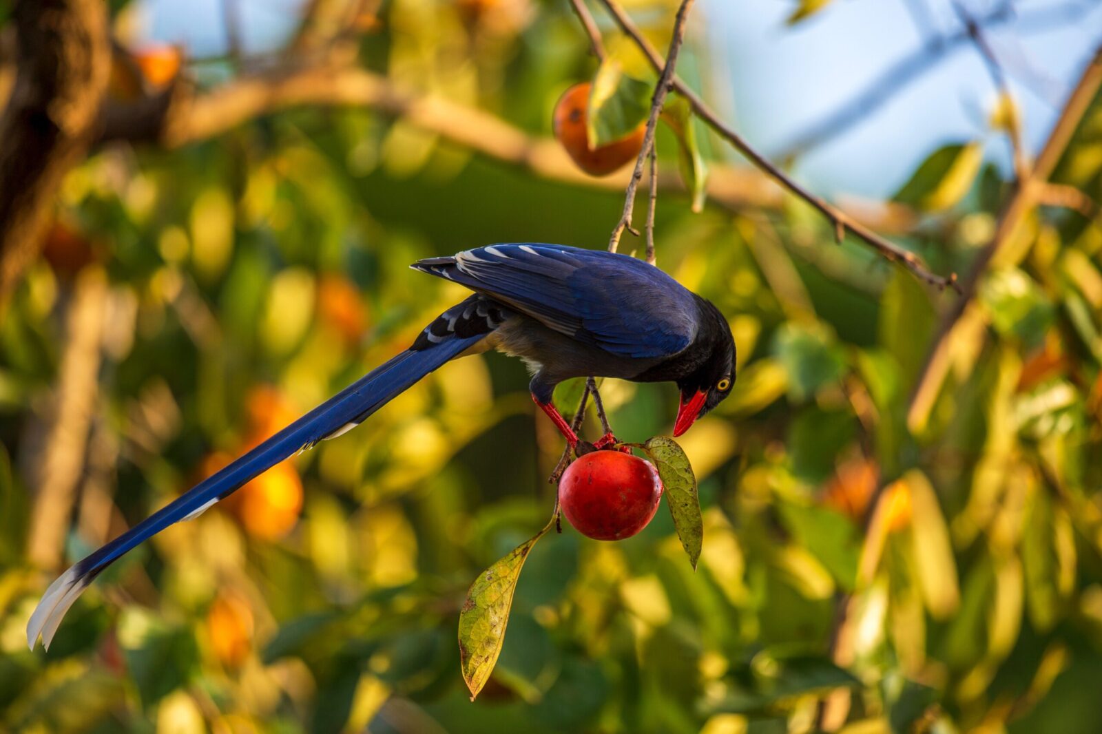The Magpie Bird And Parrot's Family In a Berries Tree Forest