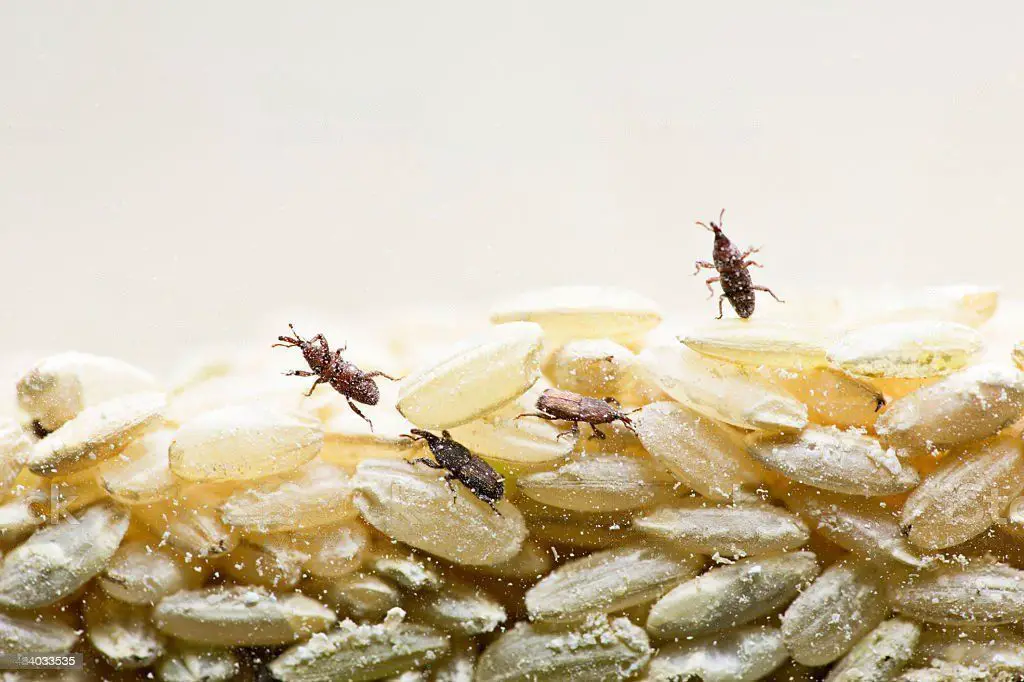 What Is The Best Way To Clean Grain Bugs & Weevils From Contaminated Food?
