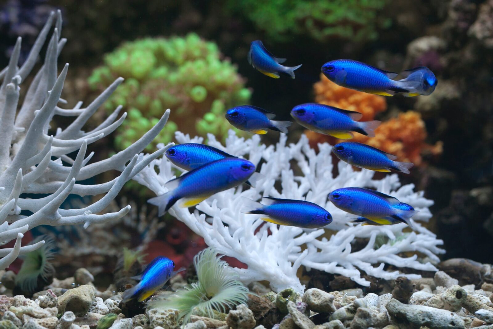 Choosing Top Best Aquarium for Fishes or Impressive Tanks for Fishes In 2023