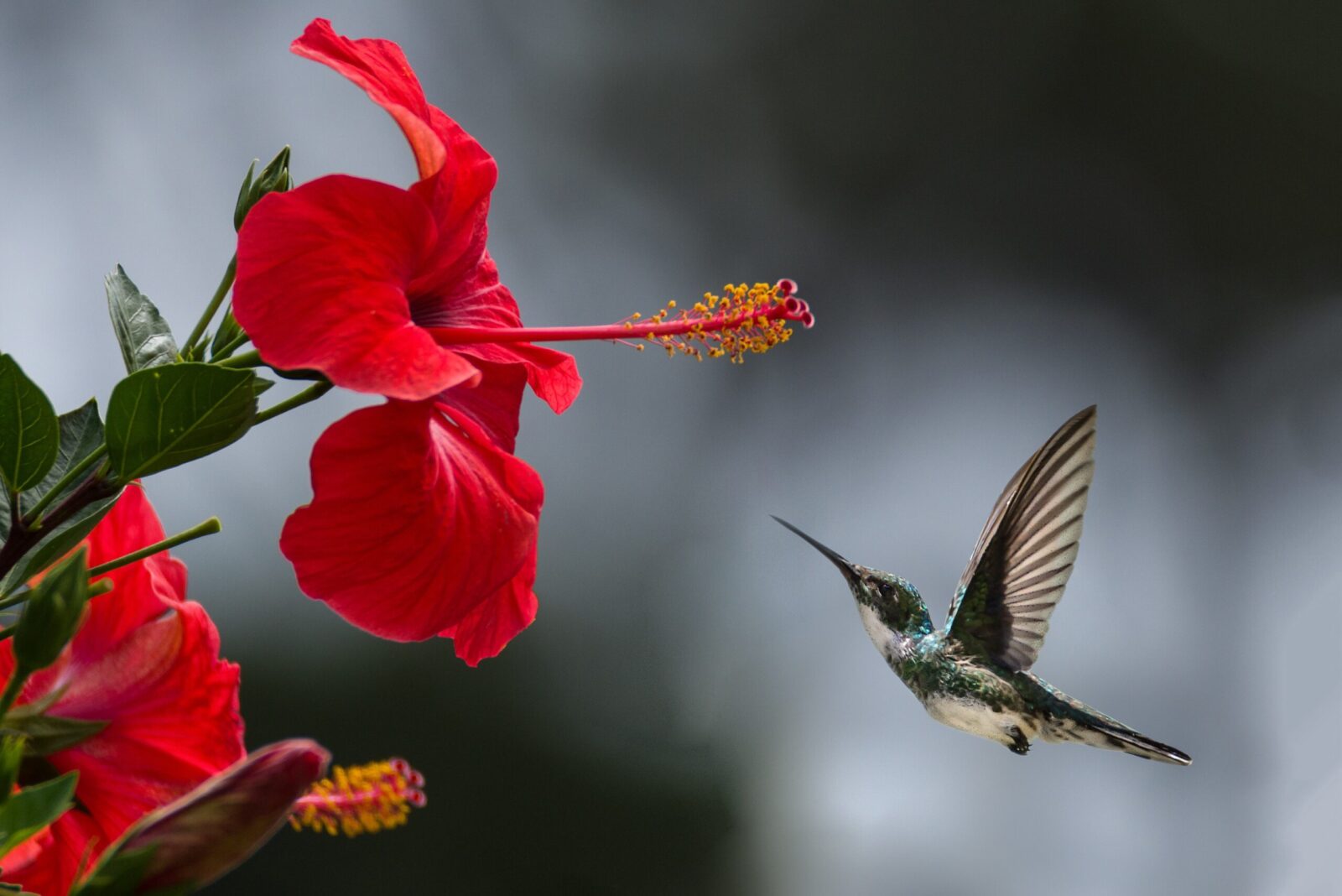 An Easy Homemade Recipe Of Sweet Syrup for Hummingbirds