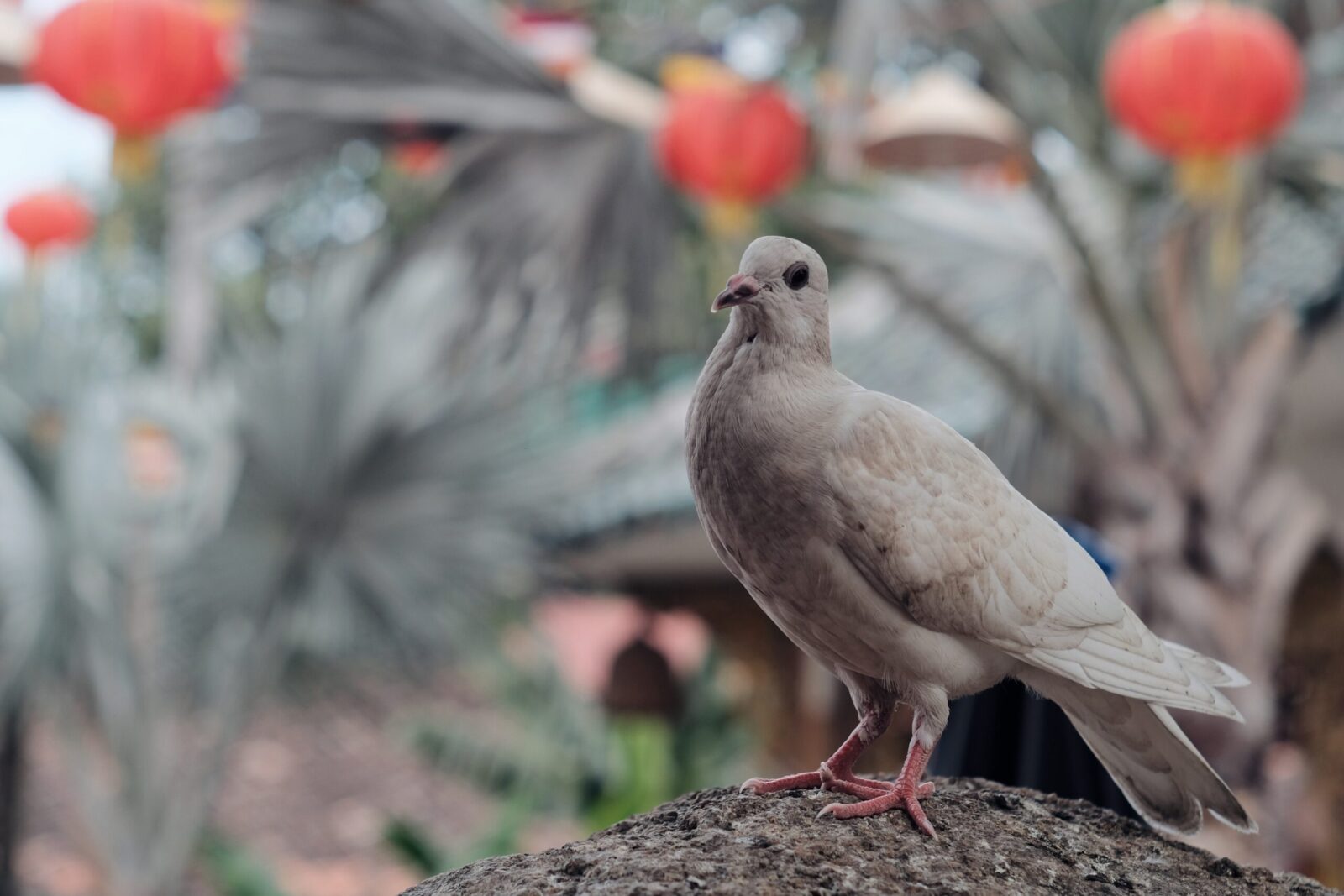 Here is An Interview With A Man Who Keeps Pigeons In His Home