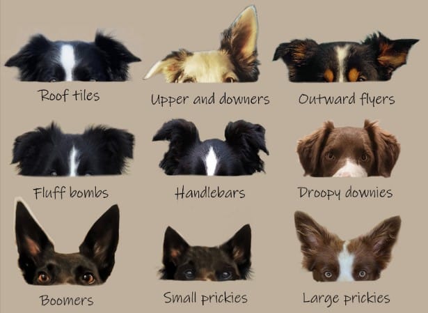 Dog Ear Positions Chart