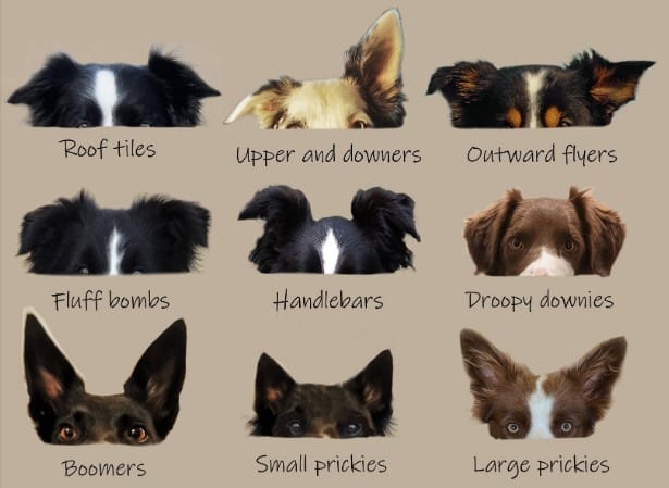 top-dog-ear-positions-chart-with-indication-of-their-mood-articlesland