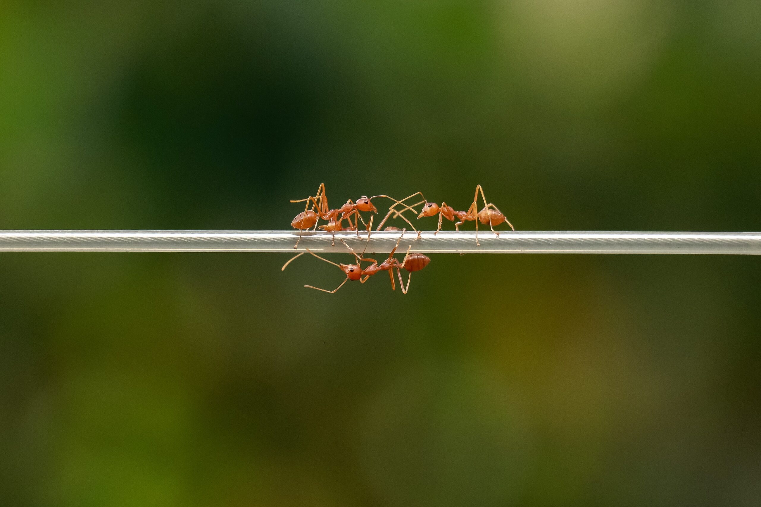 How Much Does an Ant Weigh?