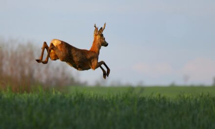 How High Can Deer Jump?