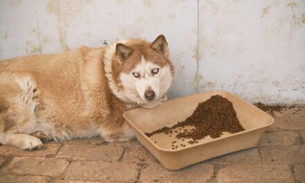 What is The Healthiest Dog Food for Senior Dogs?