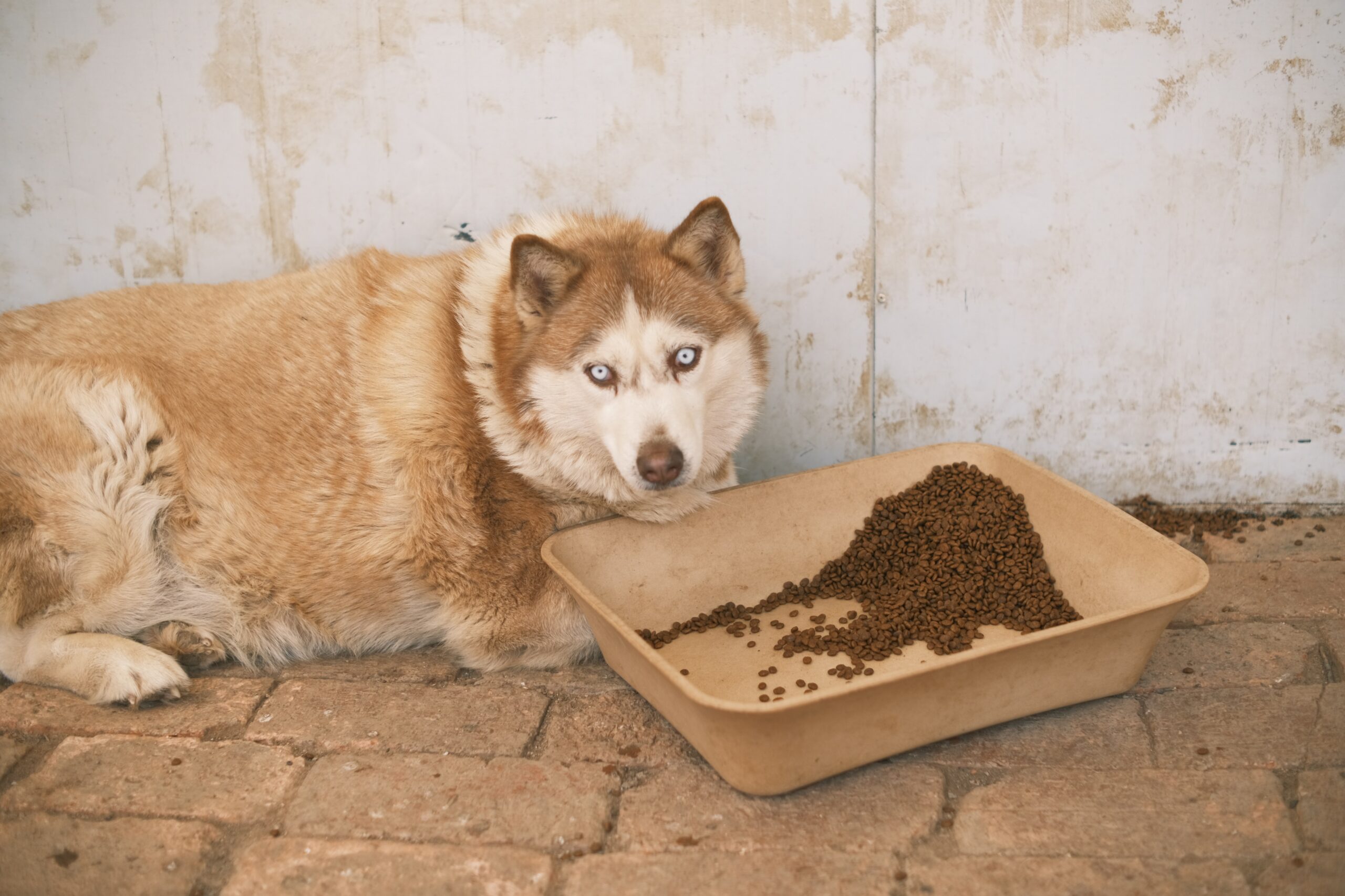 What is The Healthiest Dog Food for Senior Dogs?