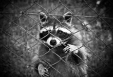 Will a Porch Light Keep Raccoons Away?