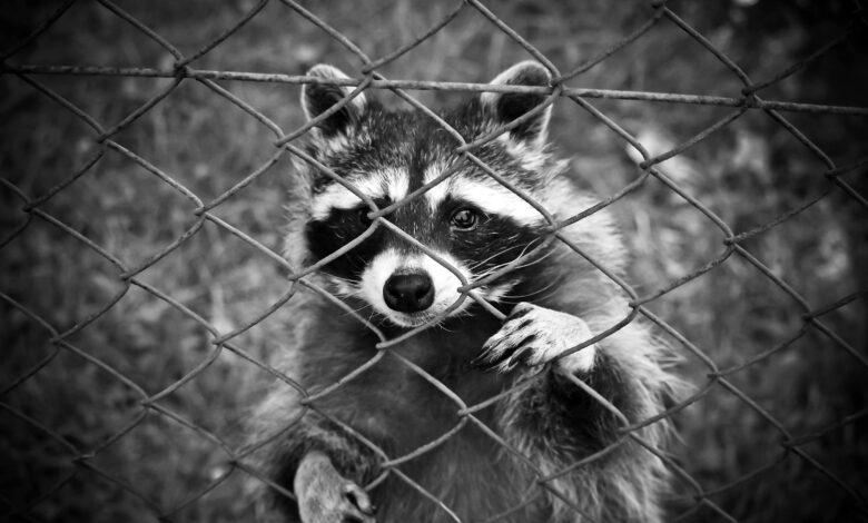 Will a Porch Light Keep Raccoons Away?